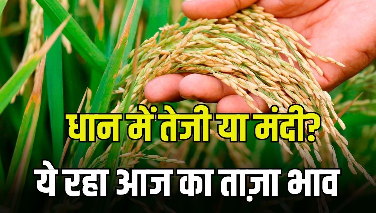 Today Mandi Price: किसान और उपभोक्ता दोनों के लिए जरूरी जानकारी