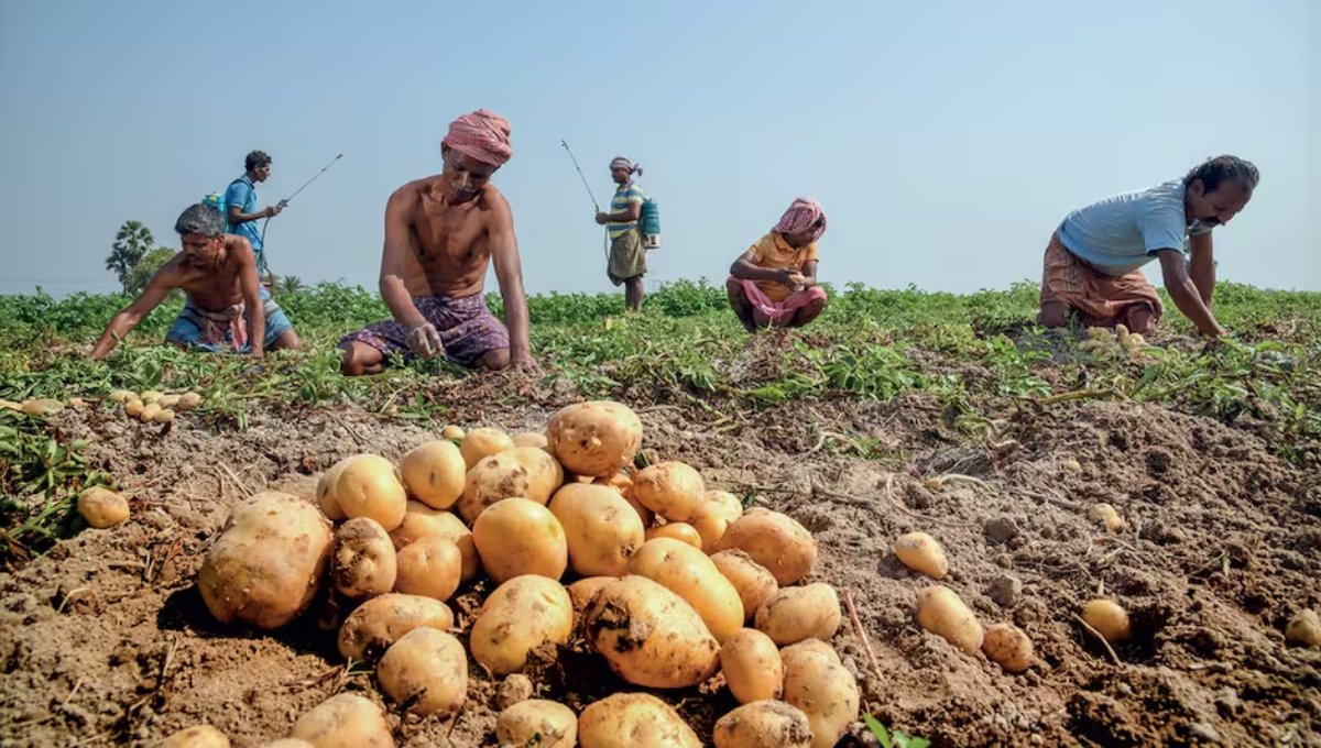Mandi Price 10 October 2025: आज का ताज़ा मंडी भाव और किसानों की उम्मीद