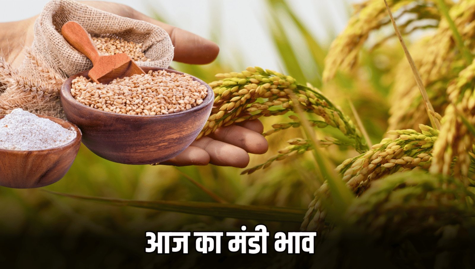 Today का Mandi Bhav 2025: गेहूँ, चना, धान और सरसों के ताज़ा रेट यहाँ देखें