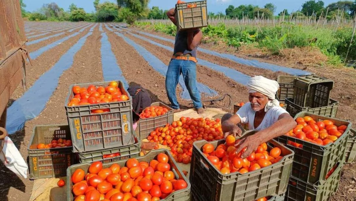 Today Mandi Price: किसान और उपभोक्ता दोनों के लिए जरूरी जानकारी