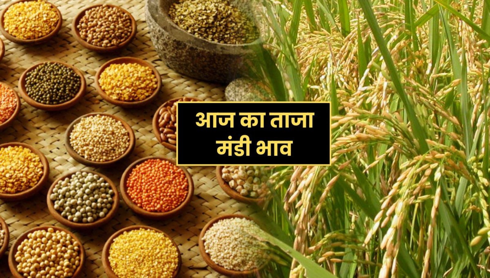 Today का Mandi Bhav 2025: गेहूँ, चना, धान और सरसों के ताज़ा रेट यहाँ देखें